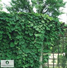 Image result for Aristolochia zenkeri