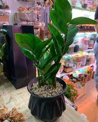 為客人組盆 圓葉金錢樹 x 黑圓盆 各類招財植物 現已有售 凡已獲通知可領回植物的客人 請於七天內取回植物 否則其後將每天收取 10寄存費用 小店寄存區空間有限 敬請體諒 plants