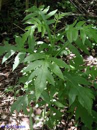 Image result for Bocconia