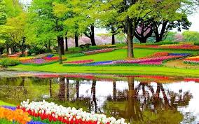 Denk hierbij aan de krokussen, hyacinten, narcissen en natuurlijk niet te vergeten de tulpen. Tulpenblute In Holland Mit Keukenhof 2020 Offnungszeiten Global Grey Nomads
