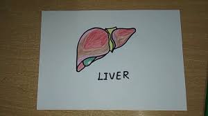 Through liver diagram we can also understand the liver anatomy and liver structure clearly. How To Draw A Liver Human Organs Drawing Easy Step By Step Drawing For Kids Youtube