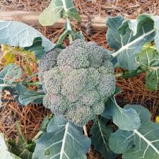 Use a good integrated pest management (ipm) control system to attack them on numerous fronts. 5 Organic Cabbage Worm Pest Control Methods The Beginner S Garden
