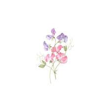Lathyrus Latifolius Everlasting Pea By Louise D Orleans Flower Drawing Flower Illustration Watercolor Flowers You can download free flower vector in.ai and.eps format.