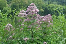 Image result for Hypolytrum pynaertii