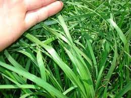 Hancock S Argentine Bahia Fall Winter Grass Seed Mix Bahia Grass Grass Seed Winter Grass Seed