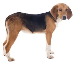 Image result for Harrier dog