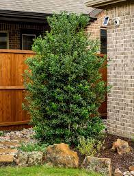 Female plants produce large abundant apple red berries without need of a. Christmas Jewel Holly Tree Finder And Selector Tool Dallas Tx Treeland Nursery