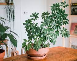 How To Grow And Care For Schefflera Large Indoor Plants Indoor Bonsai Tree Plants