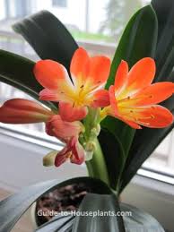 Variegated clivias at plant horizons in watsonville, california. Kaffir Lily Clivia Miniata Care Tips And Pictures