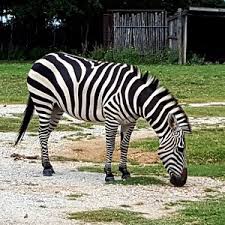 See tripadvisor's 2,581 traveller reviews and photos of davis tourist attractions. The 5 Best Things To Do In Davis 2021 With Photos Tripadvisor