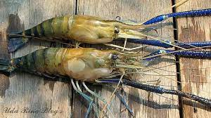 Cara Memancing Udang Galah Paling Ampuh