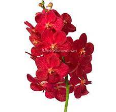 Pin On My Dream Flower Garden