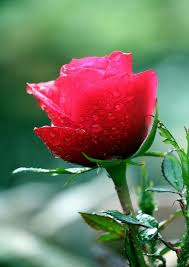 صور ورد خلفيات ورد صور ورد طبيعي صور ورد احمر صور ورد حلوه صور ورد جميل صوره ورد ص ورد صورثيمات و in 2021 rose flower wallpaper flower wallpaper wallpaper iphone roses
