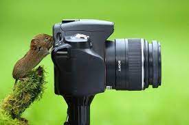 These Animals Look Like They Really Didn T Want Their Pictures Taken Cute Animals Animals Wildlife Photography