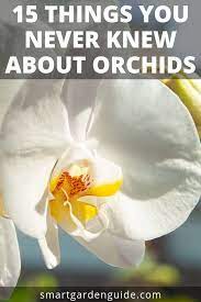 15 Phalaenopsis Orchid Facts To Amaze And Educate You About The World S Most Popular Flowering Housepl Phalaenopsis Orchid Care Orchid Care Phalaenopsis Orchid