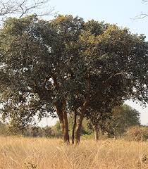 Image result for Parinari capensis