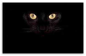 Black Cat Blue Eyes Wallpaper Hd