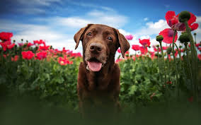 At least the arrival of march means we're on the home stretch and on our way to spring. Download Wallpapers Chesapeake Bay Retriever Summer Dogs Brown Dog Flowers Bokeh Pets Cute Animals Chesapeake Bay Retriever Dog For Desktop Free Pictures For Desktop Free