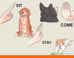 How To Train Your Dog To Stop Barking Outside And How To Train A Rescue Dog To Come When Called And O Dog Training Collar Aggressive Dog Dog Training Obedience