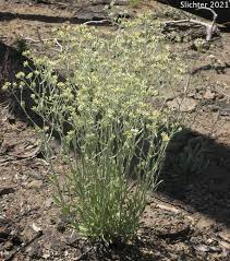 Image result for Gnaphalium