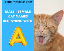 In 2017, find cat names compiled results from 2.2 million cat owners to find the most commonly chosen cat names from its search engine. Most Popular Cat Names Beginning With A 2021 Male Female Cat Names Ideas