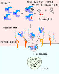 The proteasome subcomponents are often referred to by their svedberg sedimentation coefficient (denoted s).the proteasome most exclusively used in mammals is the cytosolic 26s proteasome, which is about 2000 kilodaltons (kda) in molecular mass containing one 20s protein subunit and two 19s regulatory cap subunits. Zellbiologie Protein Anstandsdame Schickt Verklumpte Proteine Zuruck In Die Zelle Spektrum Der Wissenschaft