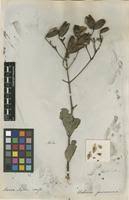 Image result for Usteria guineensis