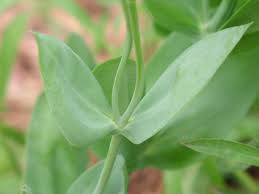 Image result for eustoma maurine