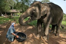 7 where can you buy black ivory coffee? Pricey Elephant Poop Coffee Cbs News