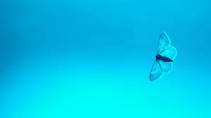 Maybe you would like to learn more about one of these? 2880x1800 Blue Butterfly 4k Macbook Pro Retina Hd 4k Wallpapers Images Backgrounds Photos And Pictures