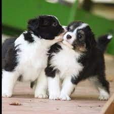 Pin On Doggy Love
