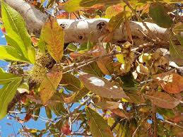 Image result for Combretum erythrophyllum