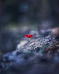 Beautiful Macro Flowers Photography By Anja Streber Macro Photography Flowers Nature Photography Flowers Macro Flower
