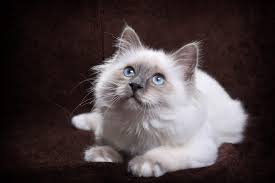 Check out our birma selection for the very best in unique or custom, handmade pieces from our pendants shops. Magazine Para Gatos Racas De Gatos Tudo Sobre O Sagrado Da Birmania