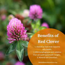 Red Clover Benefits Red Clover Benefits Herbalism Healing Plants