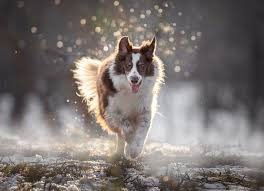 pin on dog photo outdoor