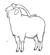One goat produces between four and 5 kilograms of hair per year. Angora Goat Cartoon Google Search Angora Goats Goat Cartoon Goats