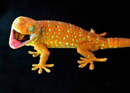 Pin On Lizards