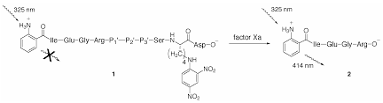 They do not affect platelet. Molecules Free Full Text The Preparation Of Fluorescence Quenched Probes For Use In The Characterization Of Human Factor Xa Substrate Binding Domains