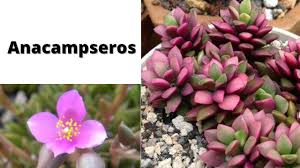 Image result for Anacampseros subnuda