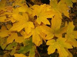 Bota Et Phyto So Flo Acer Campestre Acer Paisajismo Especies