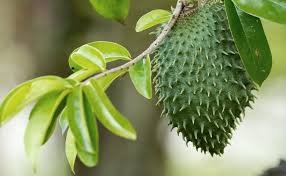Isi durian belanda dimakan ketika sudah masak kerana lebih lembut berbanding yang masih ''khasiat buah durian belanda adalah mengandungi pelbagai vitamin dan nutrisi yang amat diperlukan oleh tubuh badan. 11 Manfaat Daun Sirsak Jinakkan Kolesterol Hingga Kista
