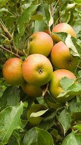 » search the apples database: Pleached Apple Trees Pleached Coxs Orange Pippin Buy Online