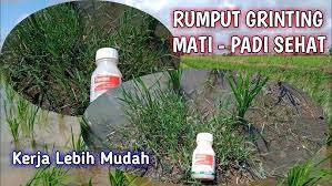 Rumput grinting (cynodon dactylon) mudah tumbuh di manapun, baik di lapangan, pematang sawah, ataupun di halaman rumah, bahkan di tanah gersang pada musim kemarau. Cara Mudah Mengatasi Rumput Grinting Di Sawah Mengatasi Gulma Di Tanaman Padi Youtube
