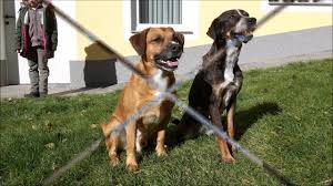 Fremden gegenüber ist er meist etwas misstrauisch. Der Opi Tim Ein Osterreichischer Pinscher Wachst Auf Youtube