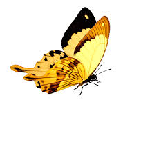 See more ideas about 3d animation, butterfly, butterfly gif. Gifs Beautiful Butterflies 120 Pieces Of Animated Pictures
