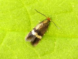 Image result for Stigmella continuella