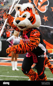 Cincinnati Bengals mascot Who-Dey takes the field before an NFL football  game against the Pittsburgh Steelers, Sunday, Oct. 14, 2018, in Cincinnati.  (AP PhotoFrank Victores Stock Photo - Alamy