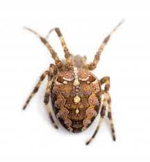 Taxinomic Classification Kingdom Animalia Animals Phylum Arthropoda Arthropods Class Arachnida Arachnids Or Arthropods Kingdom Animalia Arachnids
