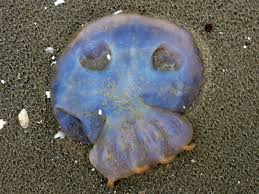 the six types of jellyfish found in uk waters and what to